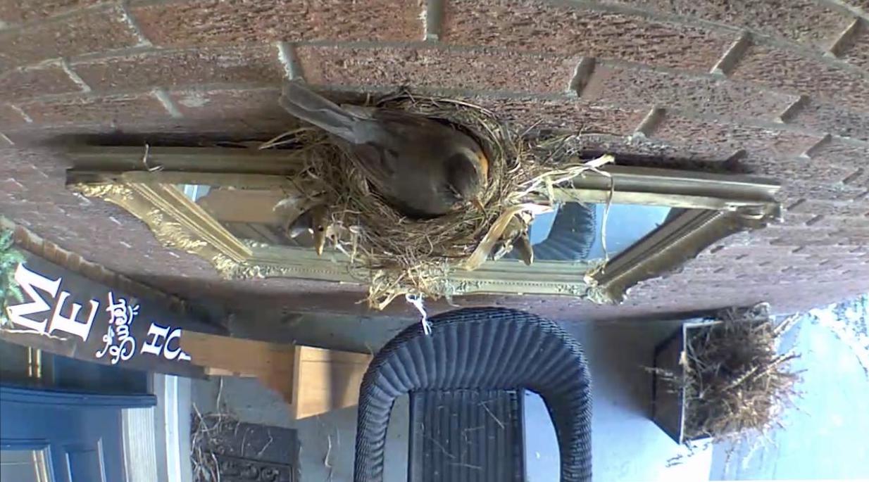 Robin sitting on nest.