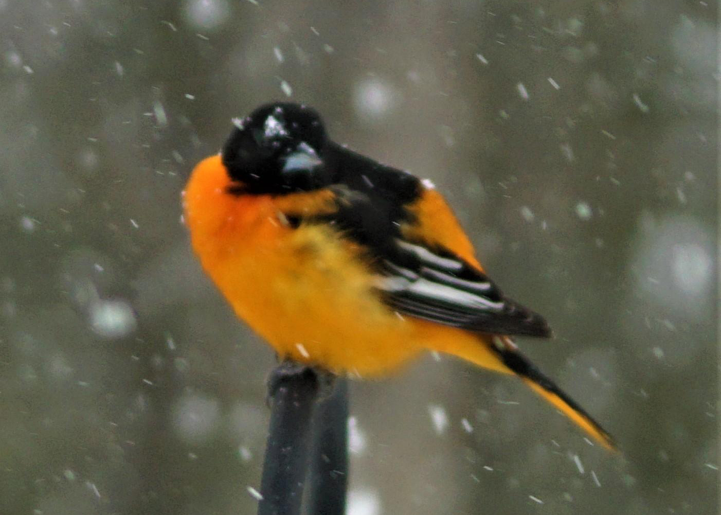 Baltimore Oriole in snowy conditions.