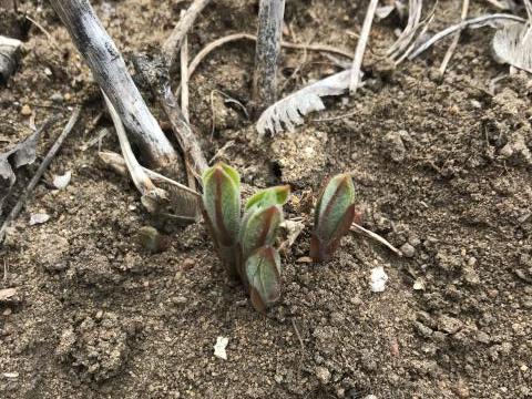 milkweed