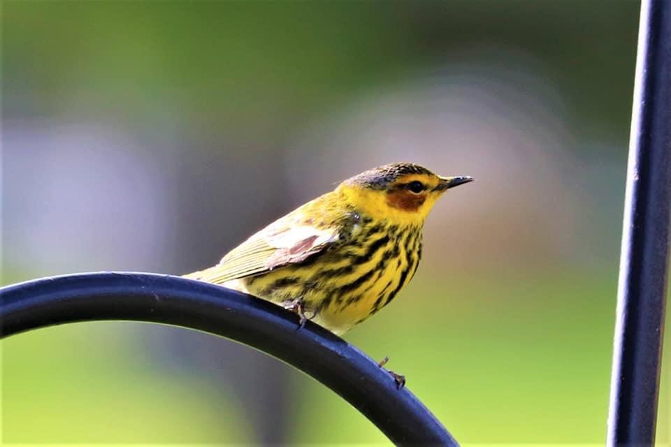 Cape May Warbler.