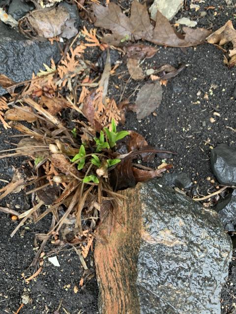 milkweed