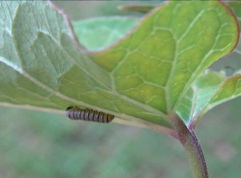 Monarch caterpillar