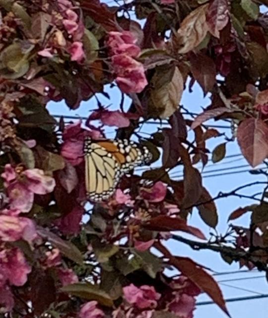 monarch nectaring