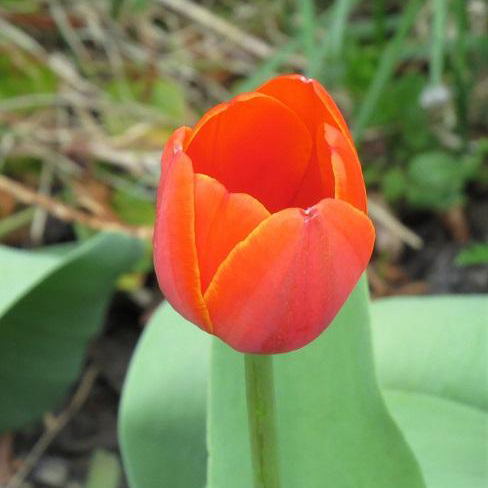 Tulip blooming in Maine.