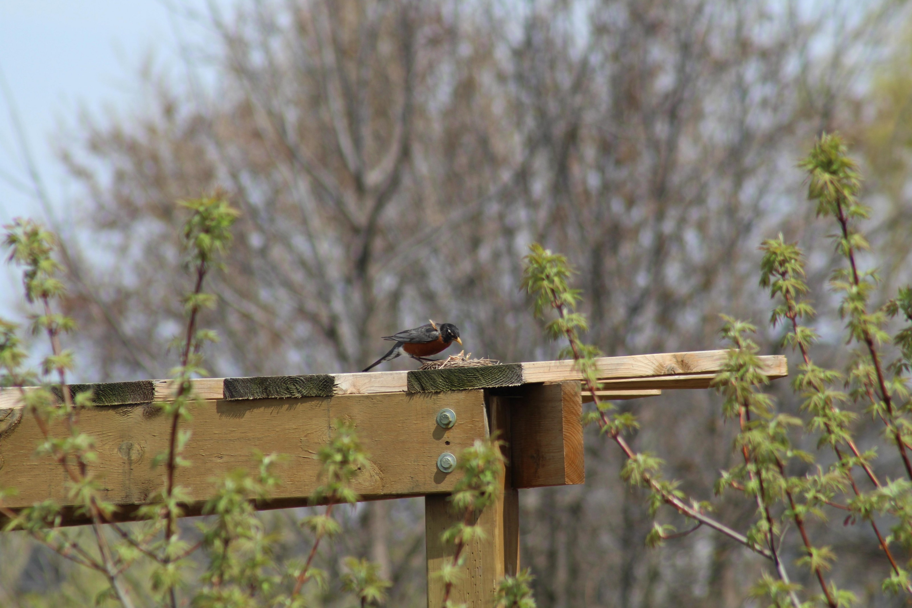 Robin feeding young.