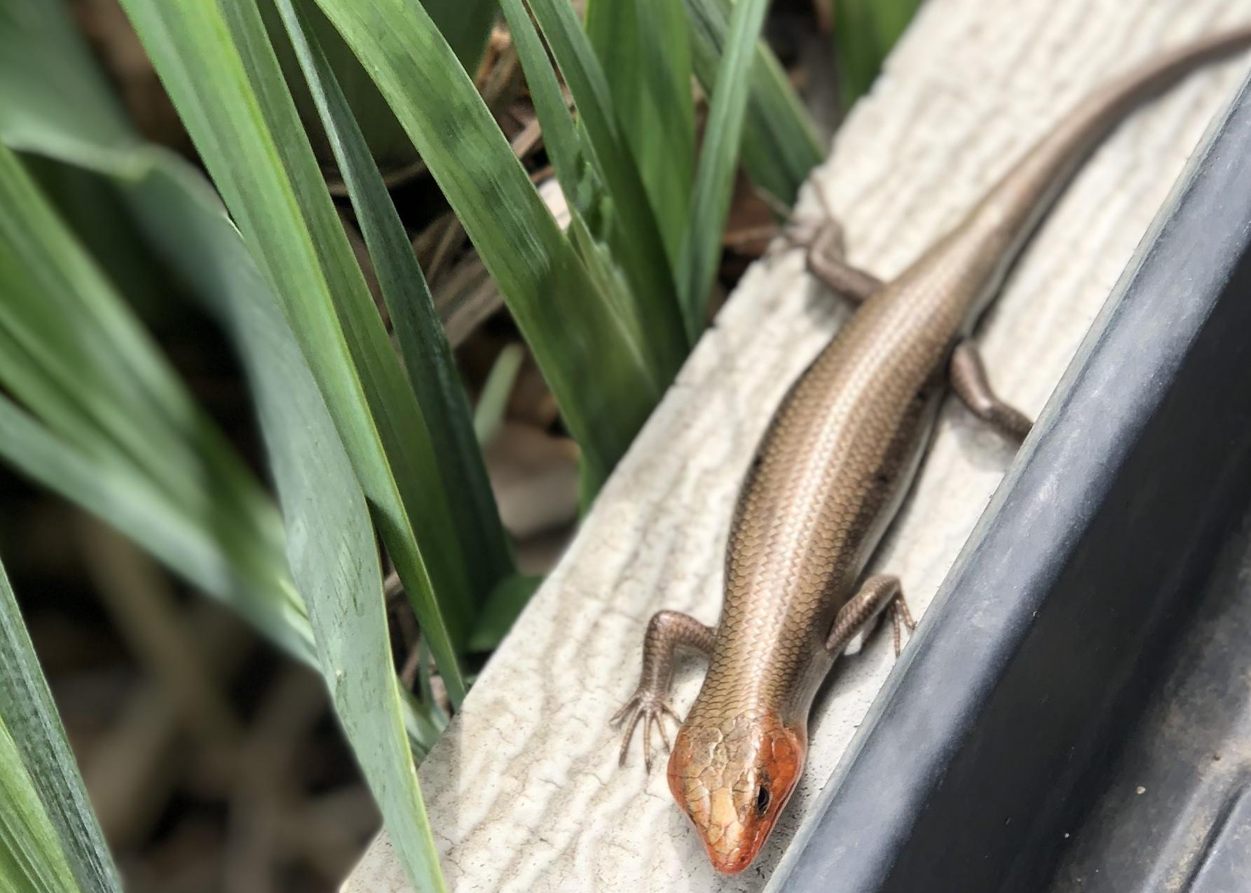 Broad-headed Skink