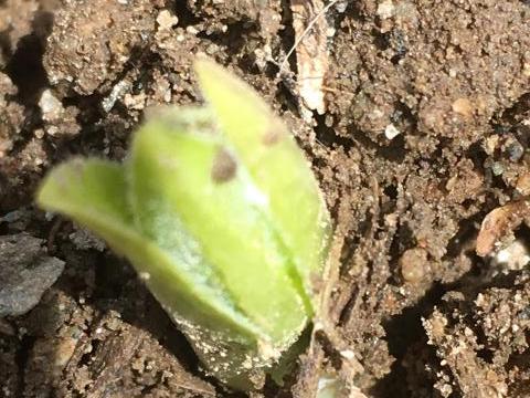 milkweed