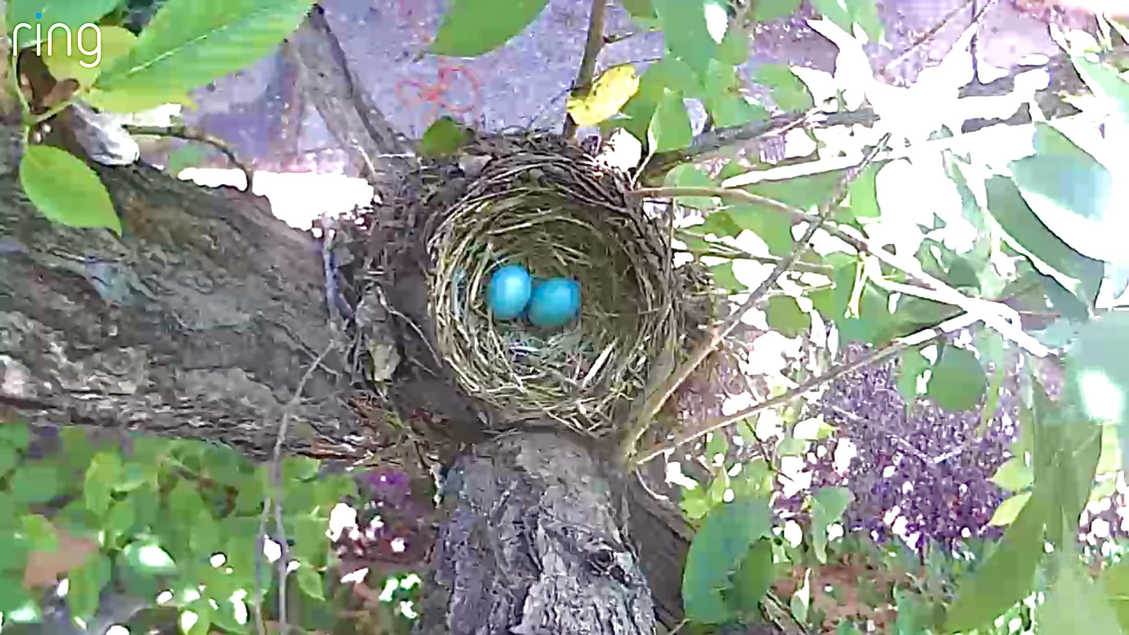 Two robin eggs in a nest.