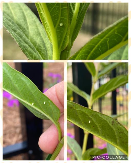 milkweed and eggs