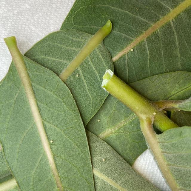 monarch eggs