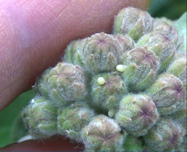 Eggs Even Found On Flower Buds