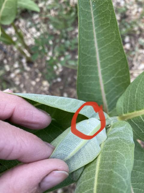 monarch eggs