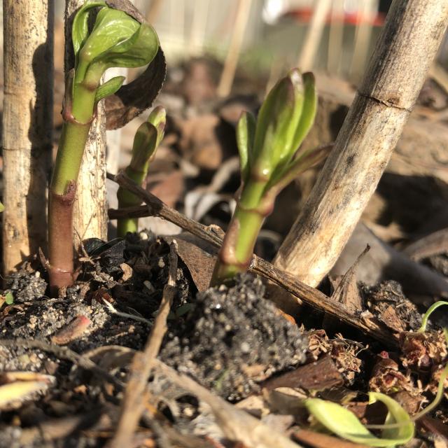 milkweed