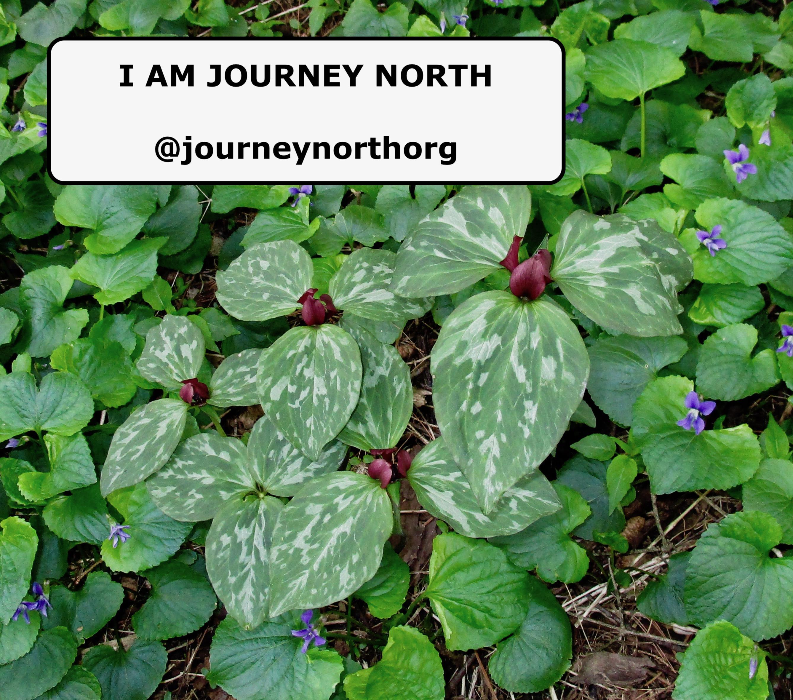 I am Journey North "patch of planet" photo