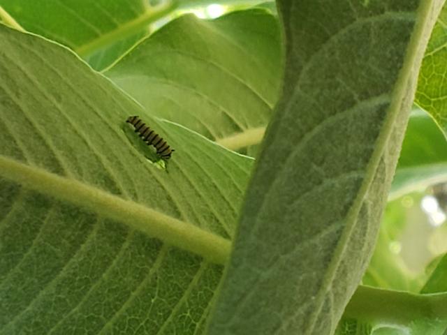 Monarch caterpillar