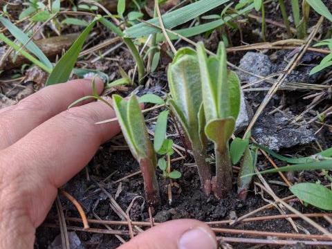 milkweed