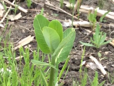 milkweed