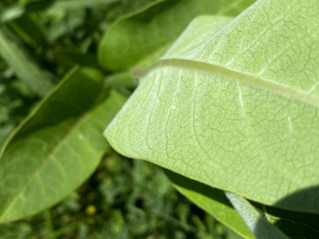 milkweed