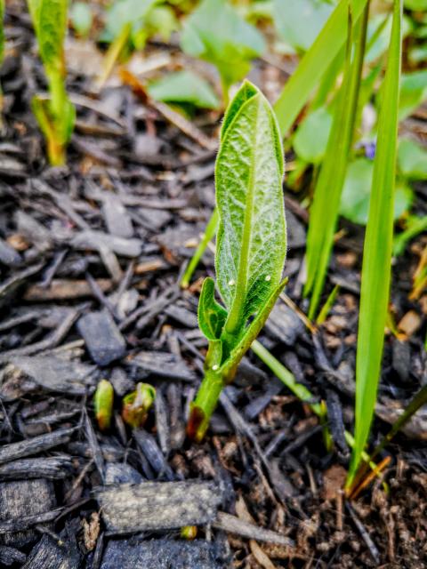 monarch eggs