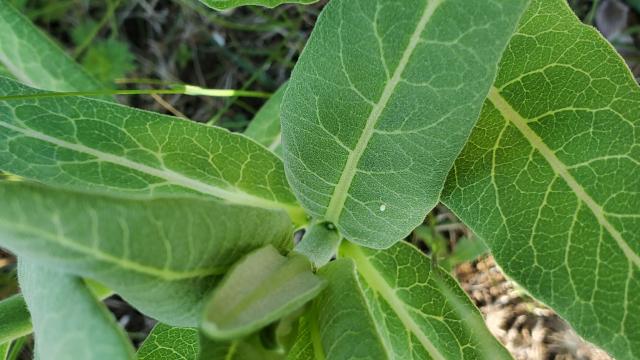 milkweed