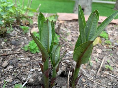 milkweed