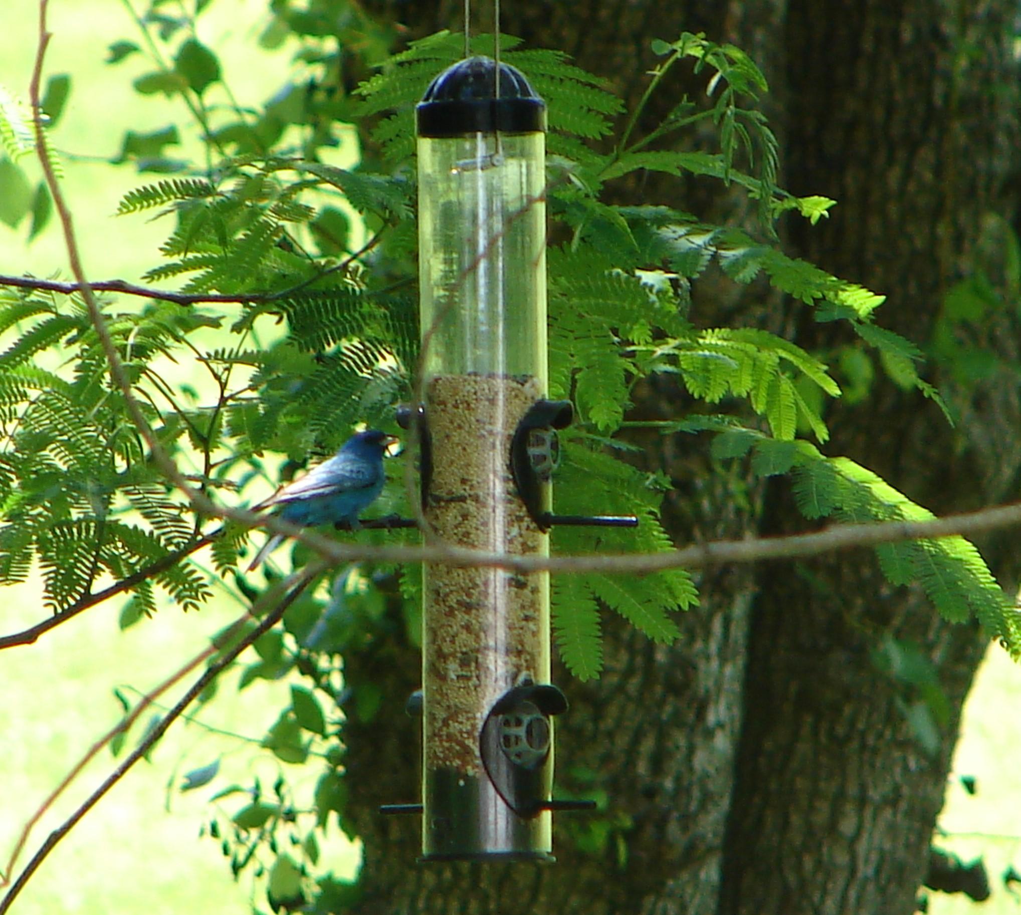 Indigo Bunting.