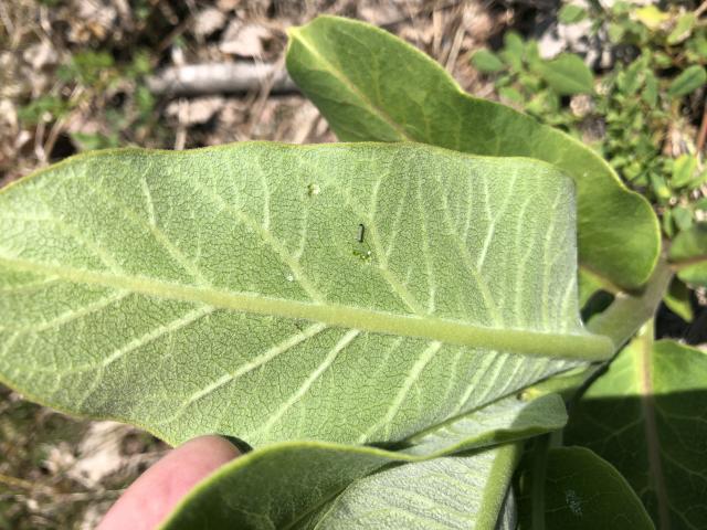 monarch larva