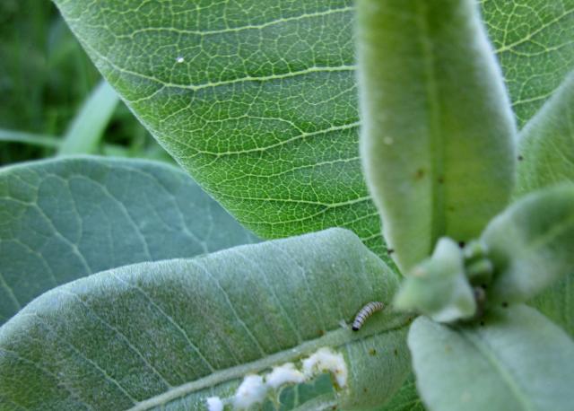 Monarch caterpillar