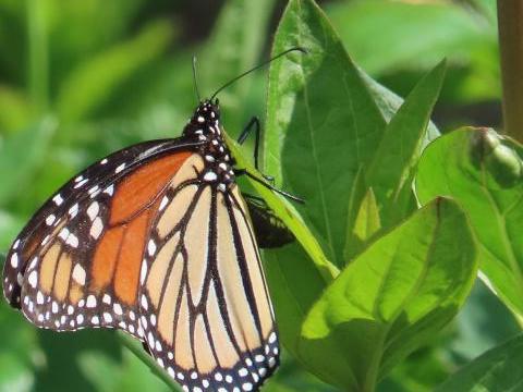 monarch laying eggs