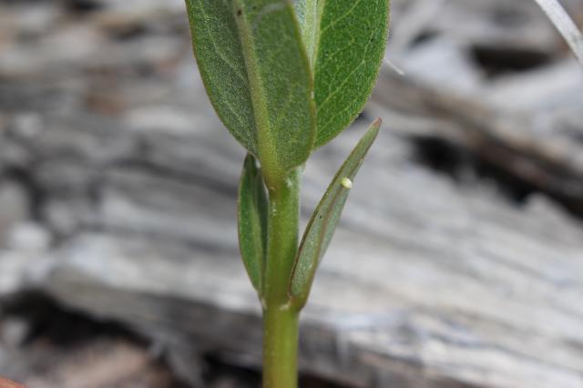 monarch eggs