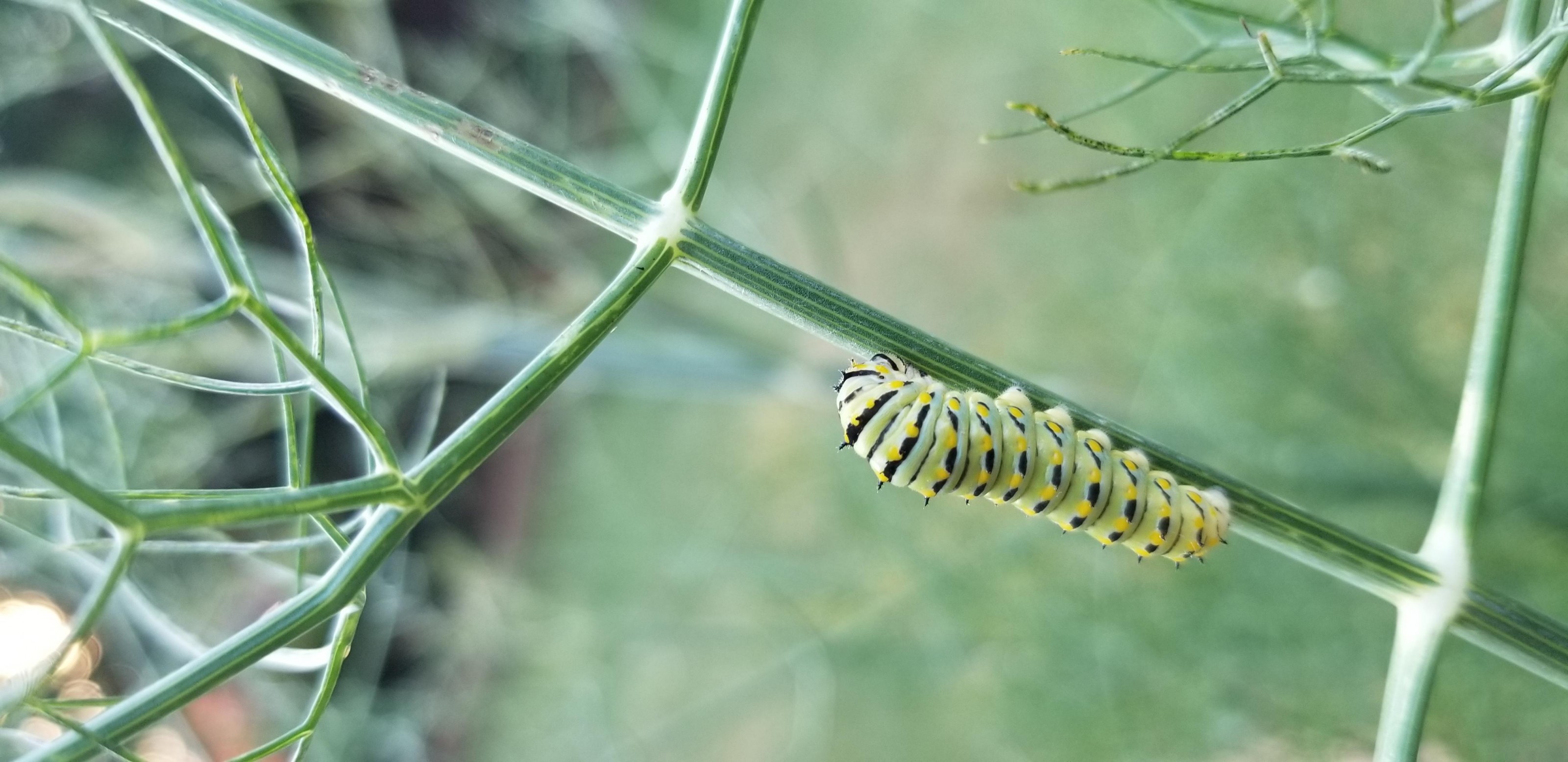 Black Swallowtail Caterpillar