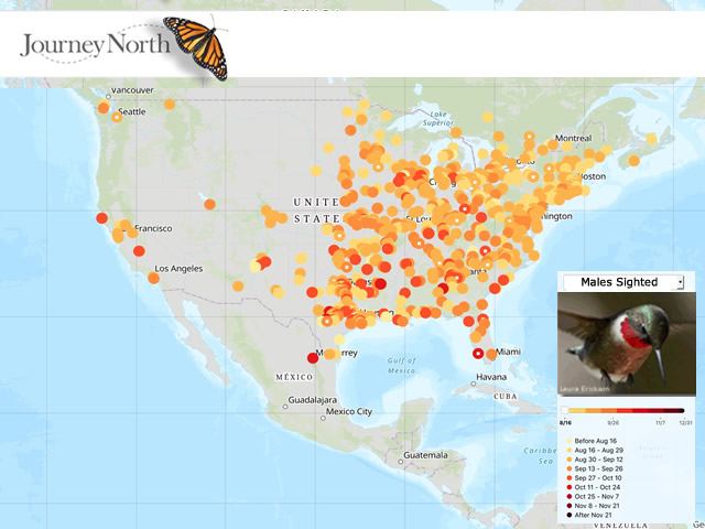 08/01/2020 Fall Migration Starts this Month