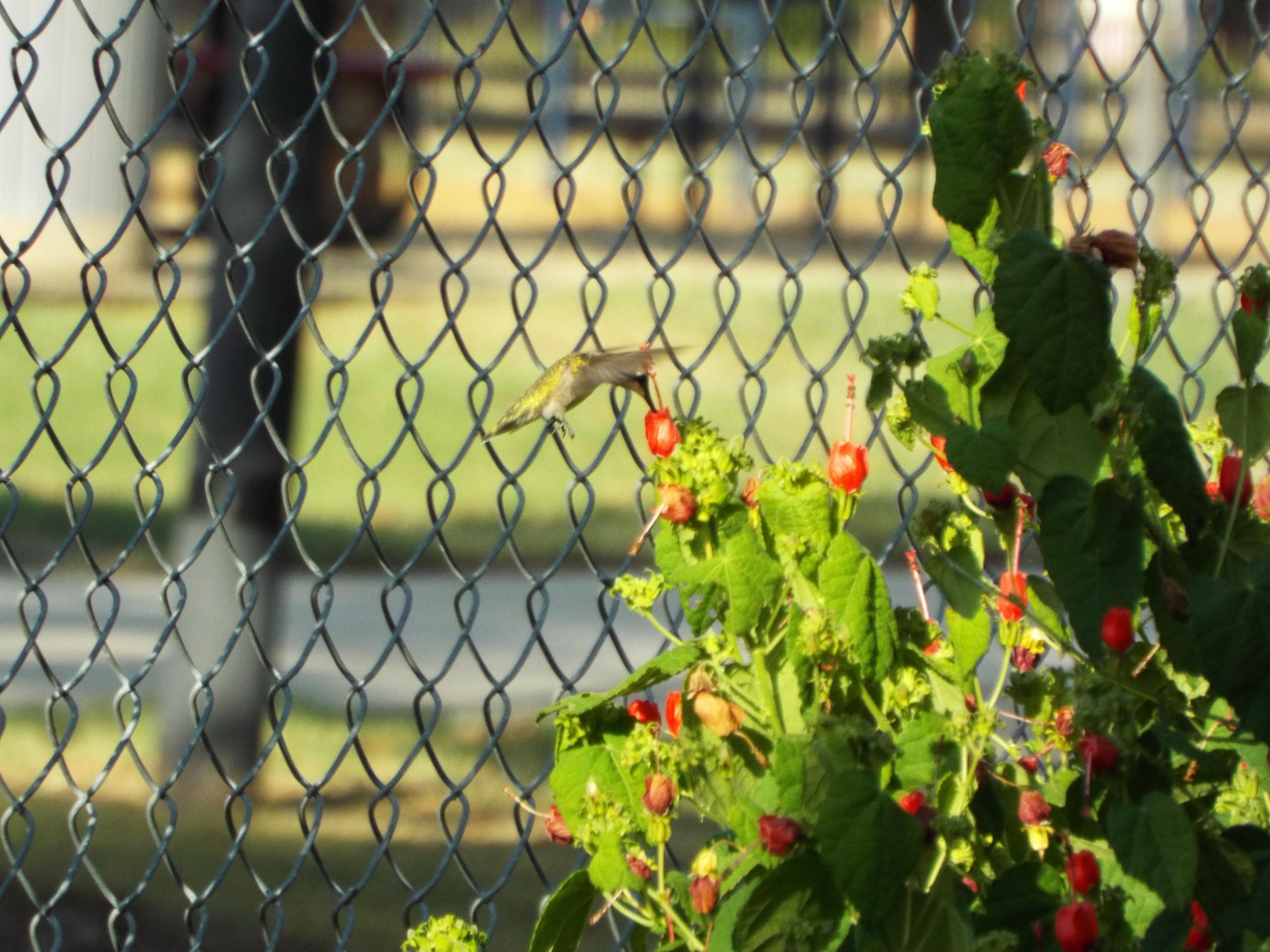 Hummingbird nectaring on Turk's Cap flowers.