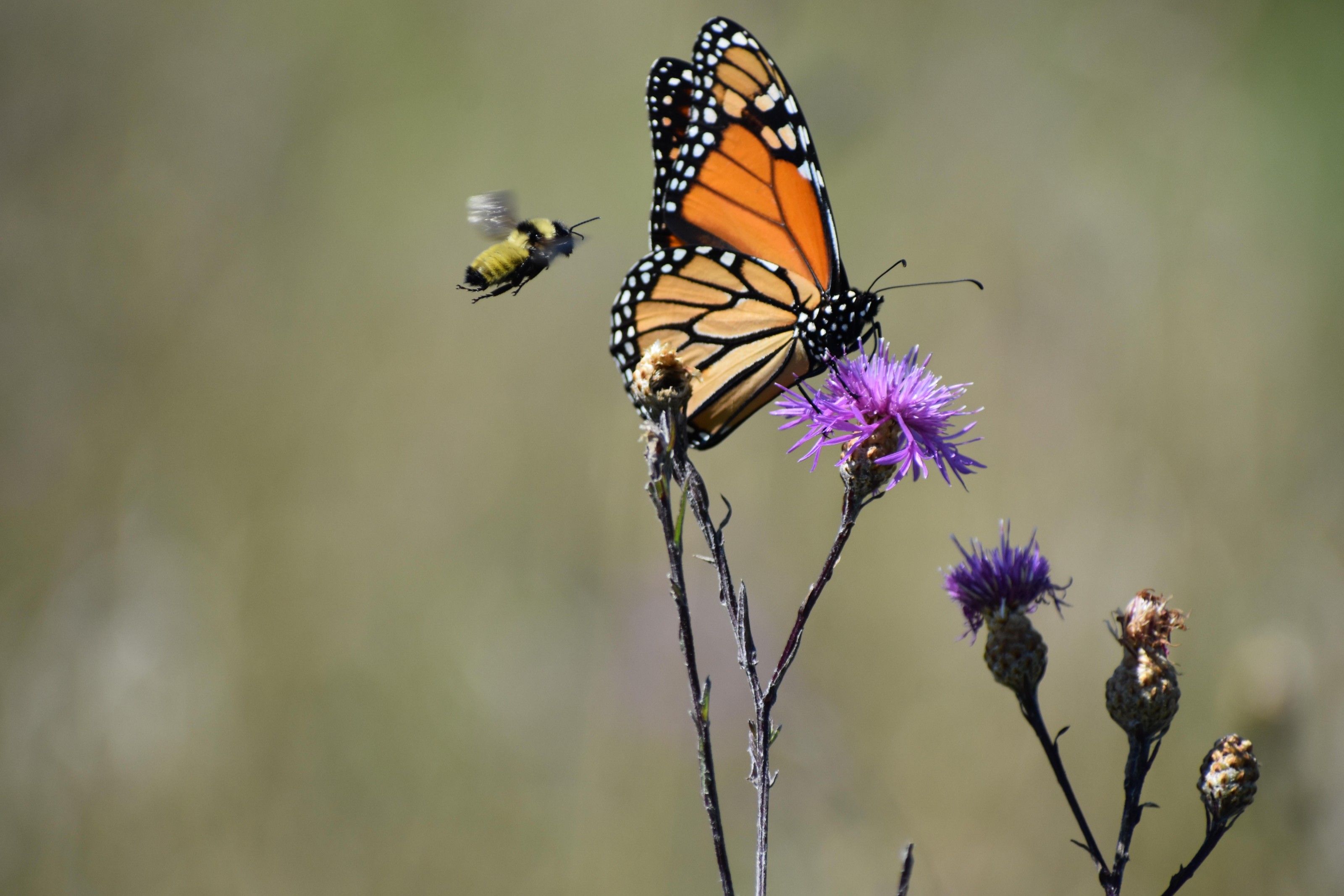 Monarch nectaring on thistle.