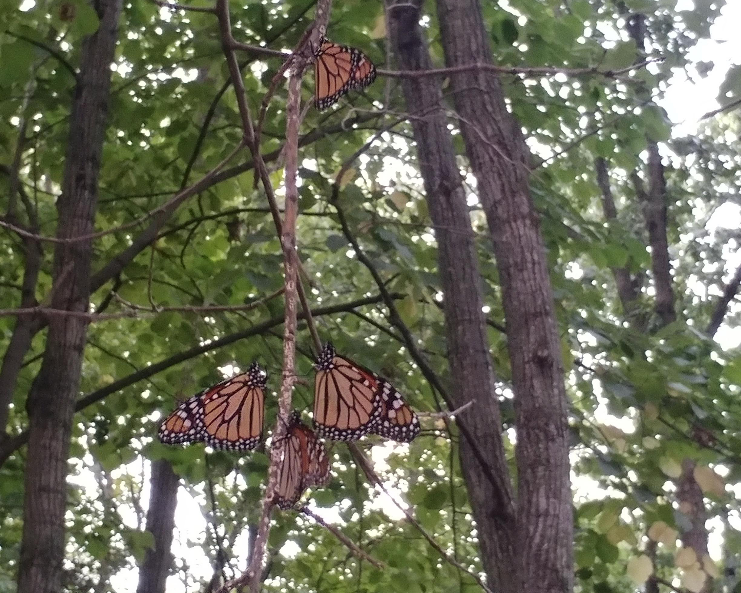 Monarchs roosting.