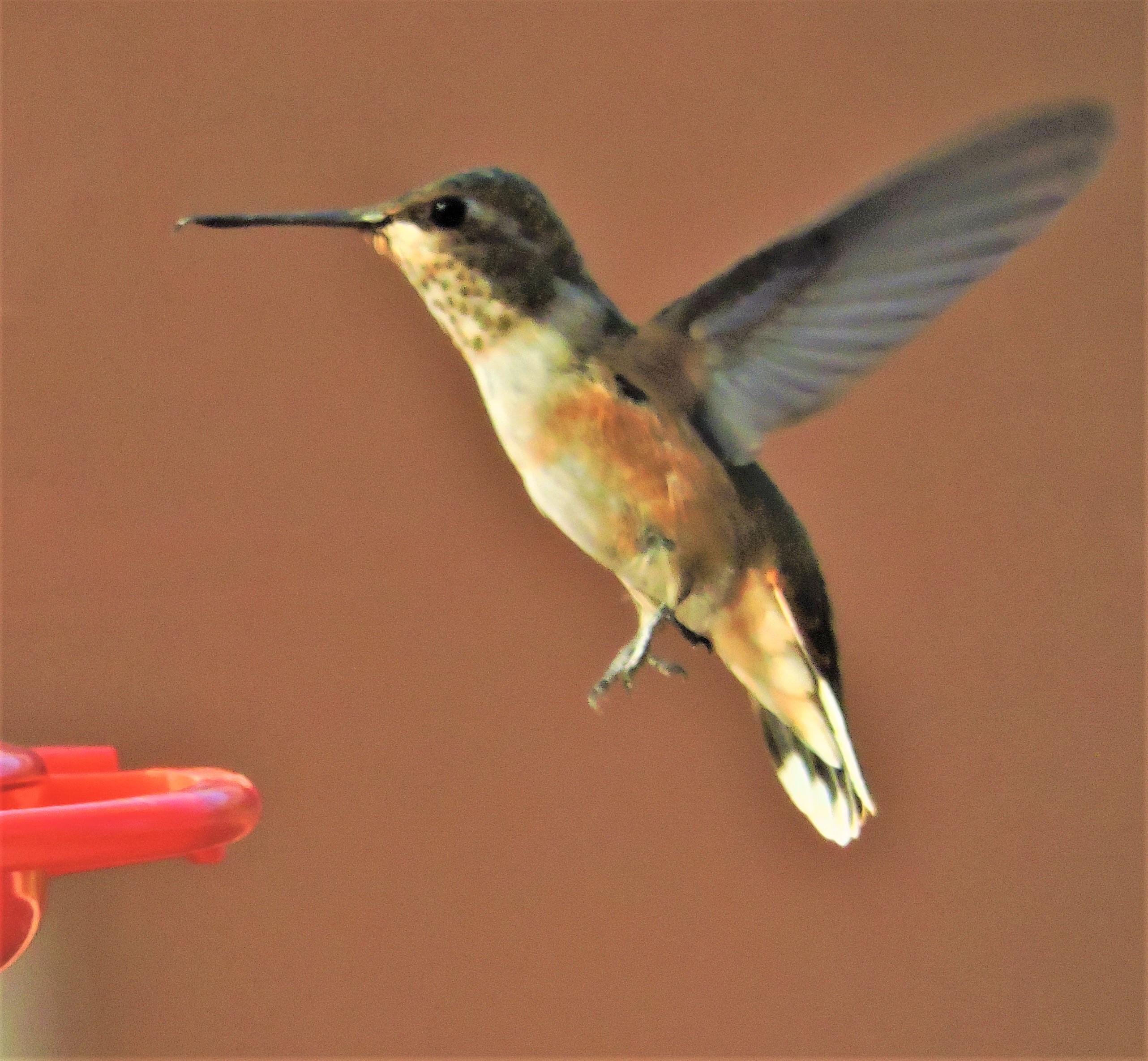 Rufous Hummingbird at feeder in Utah.