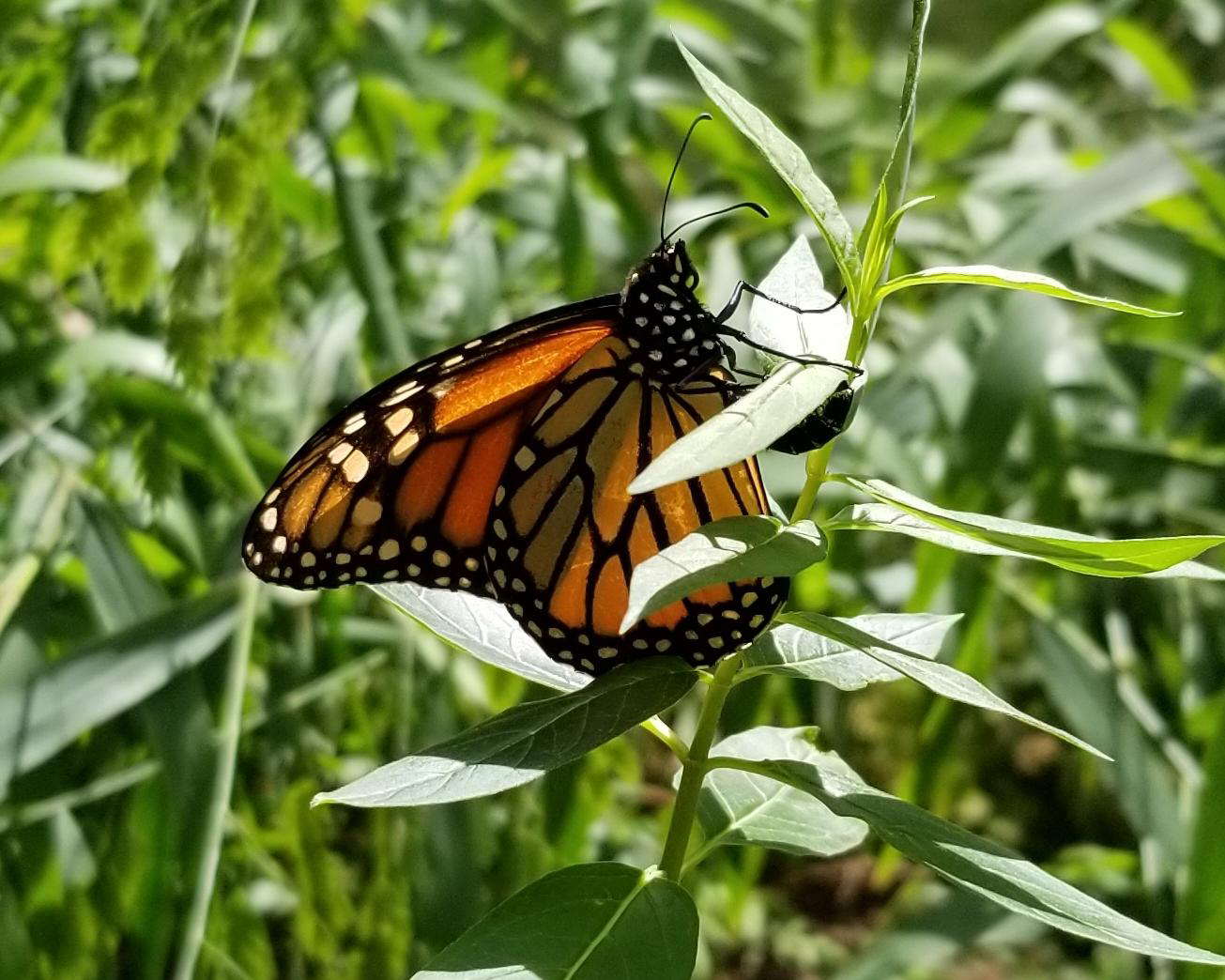 Monarch laying eggs.