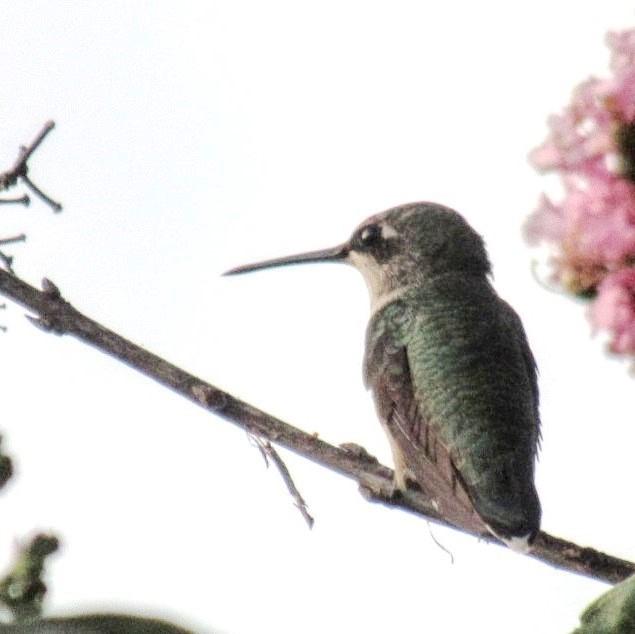 Juvenile male hummingbird guarding territory.