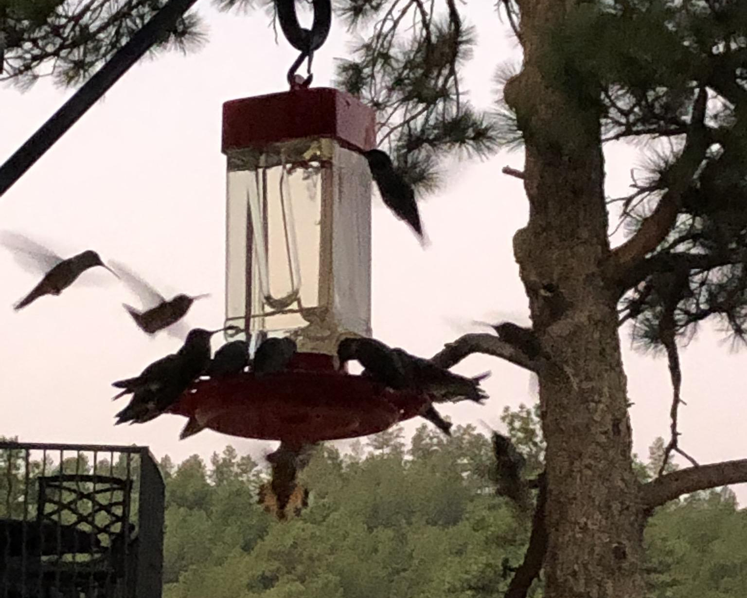 Feeding frenzy in New Mexico.