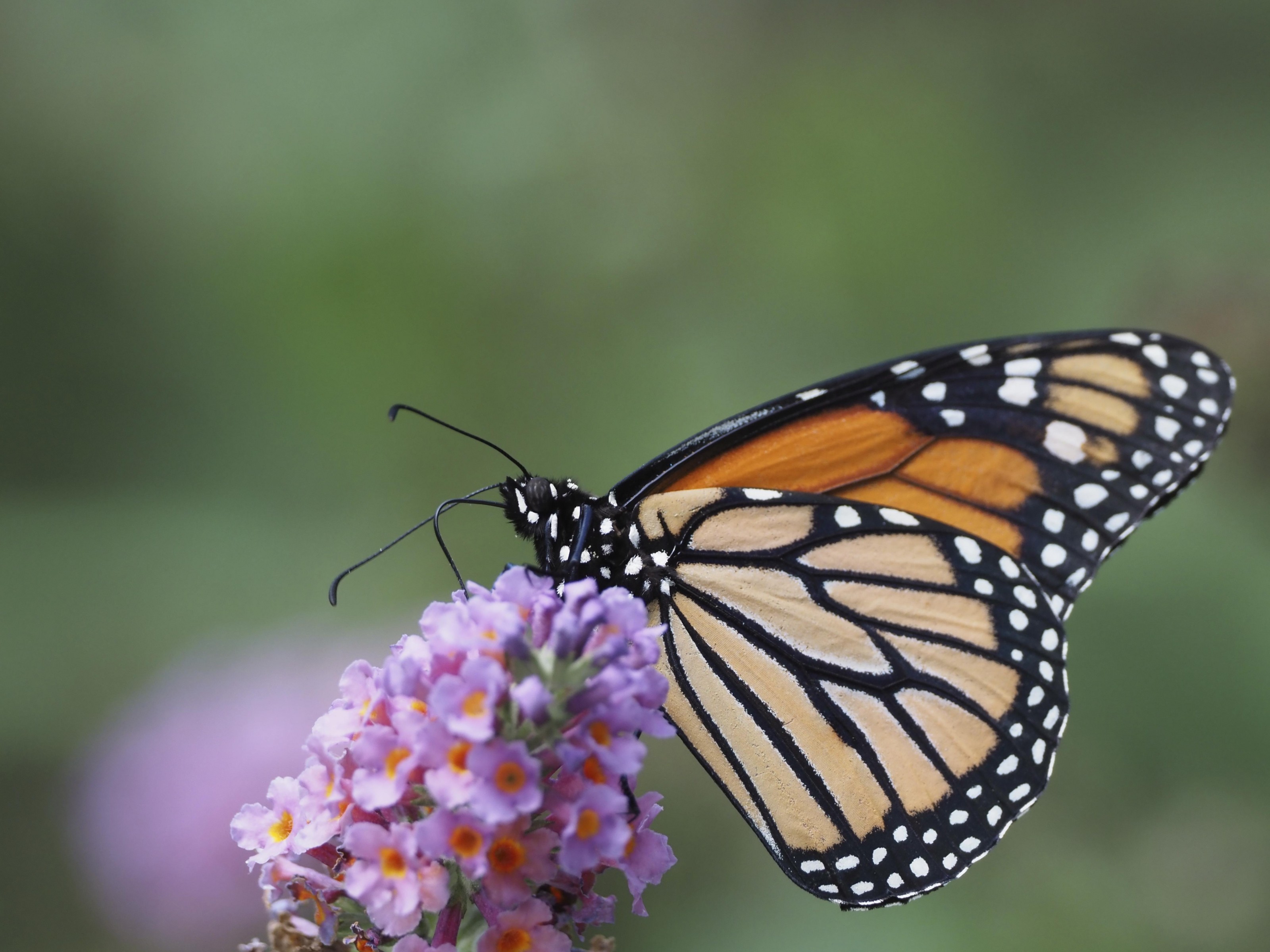 Monarch nectaring.