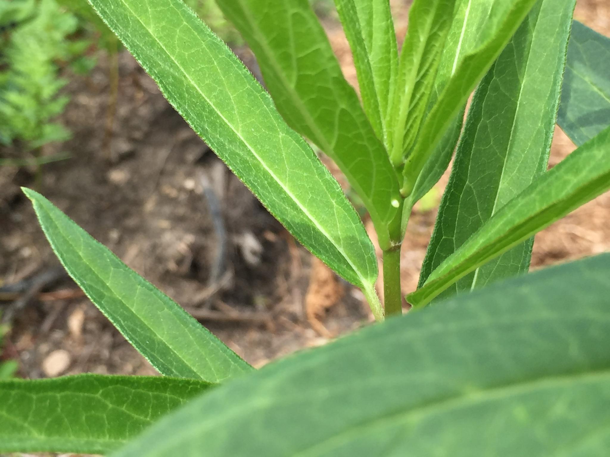 egg on swamp milkweed.