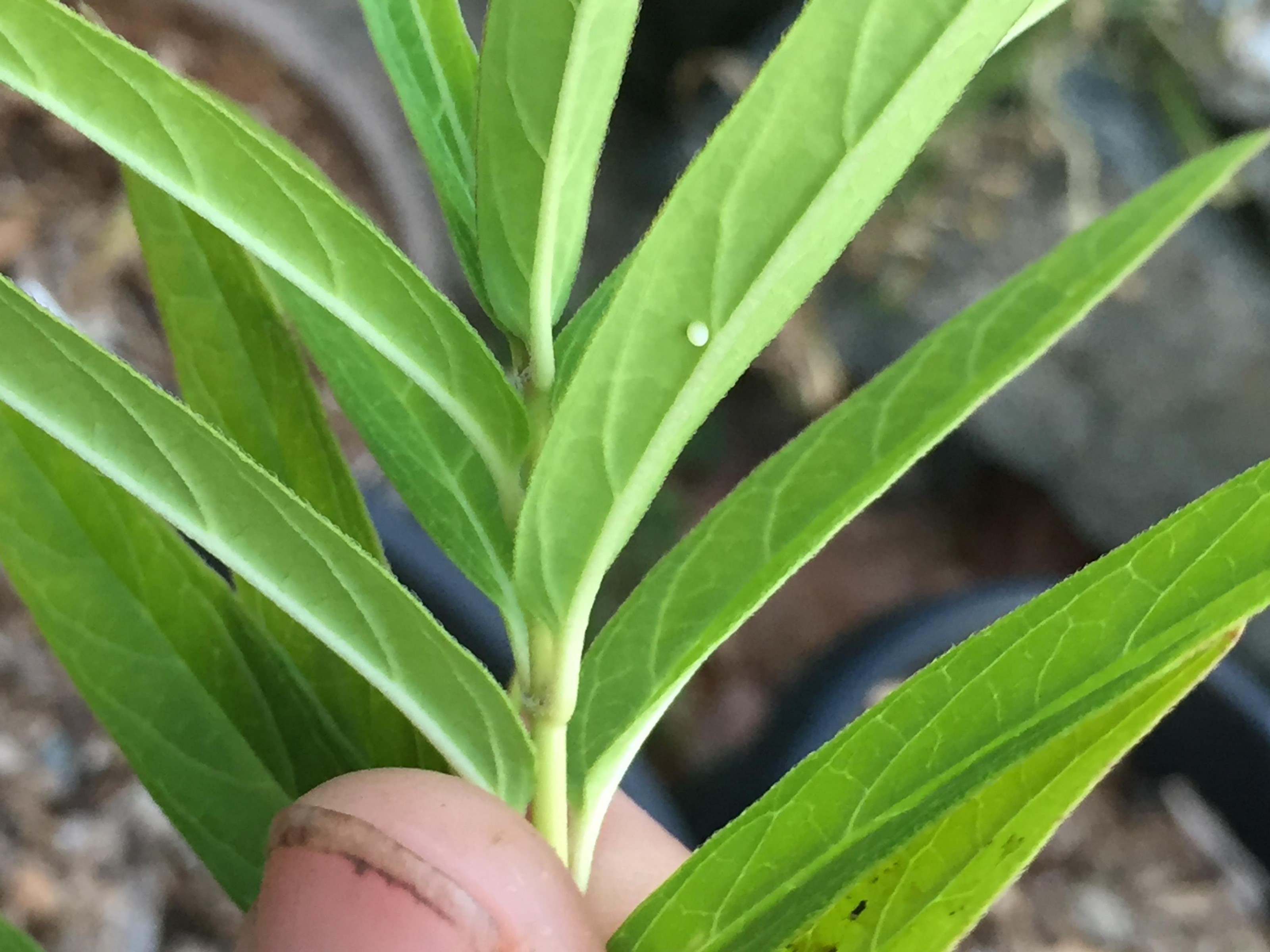 Eggs on swamp milkweed.