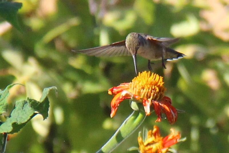 Hummingbird nectaring in Canada.