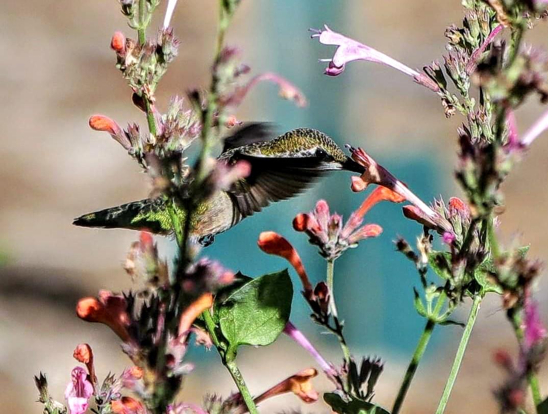 Hummingbird nectaring on flowers.