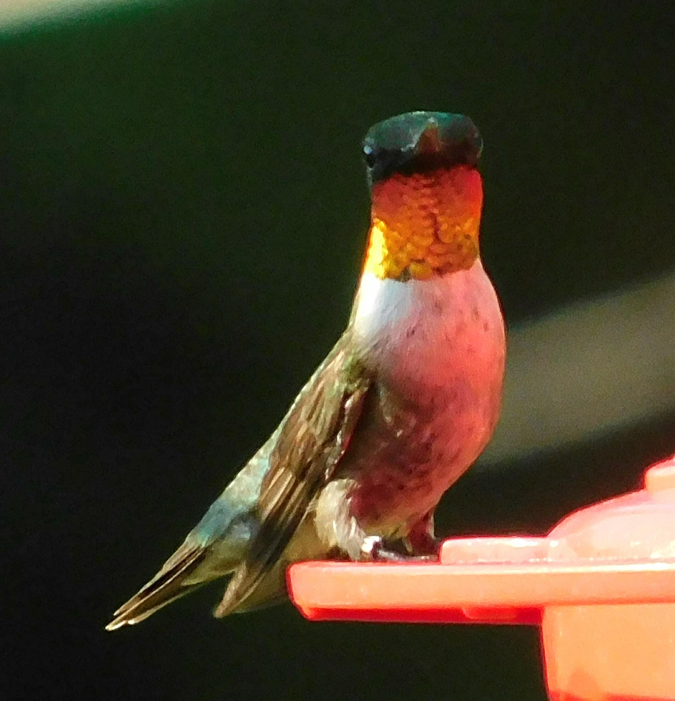 Male Ruby-throated Hummingbird.