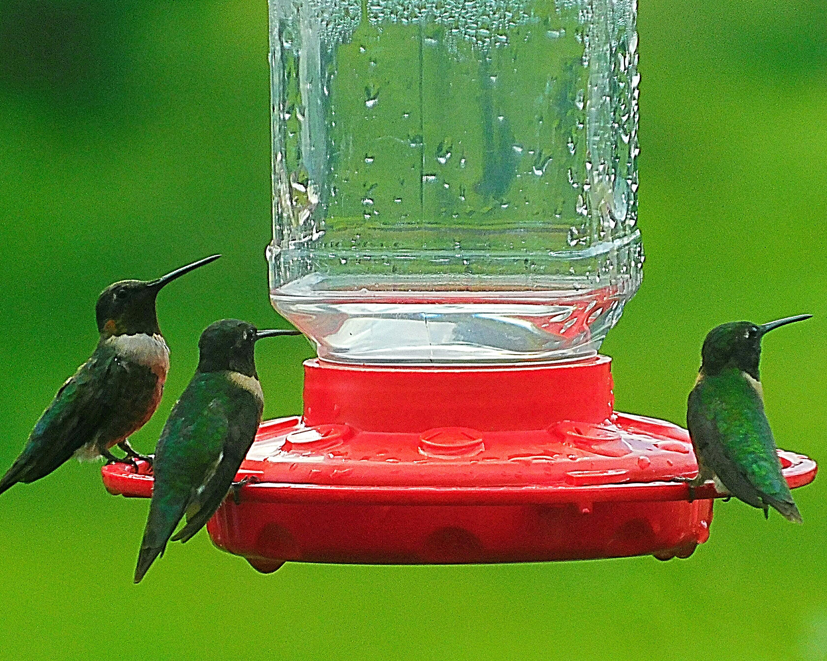 Male Ruby-throated Hummingbirds at feeder.