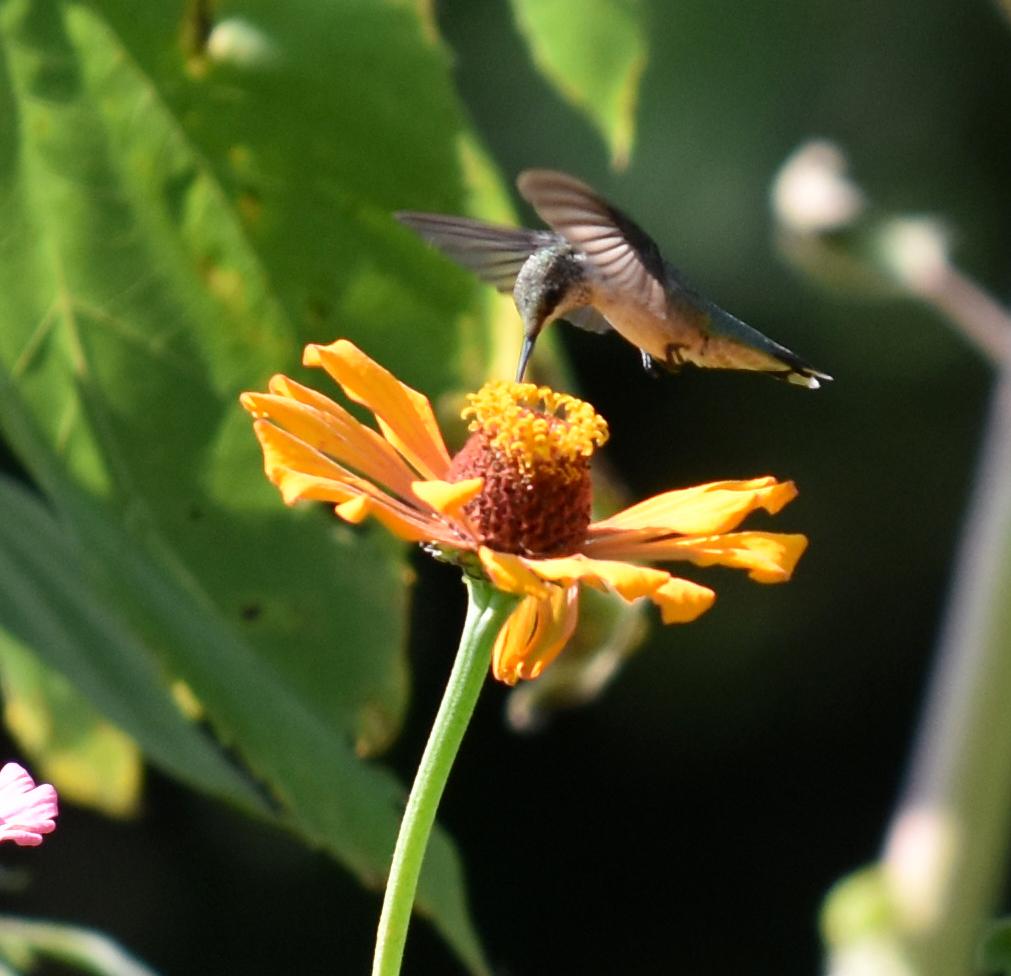 Hummingbird nectaring.