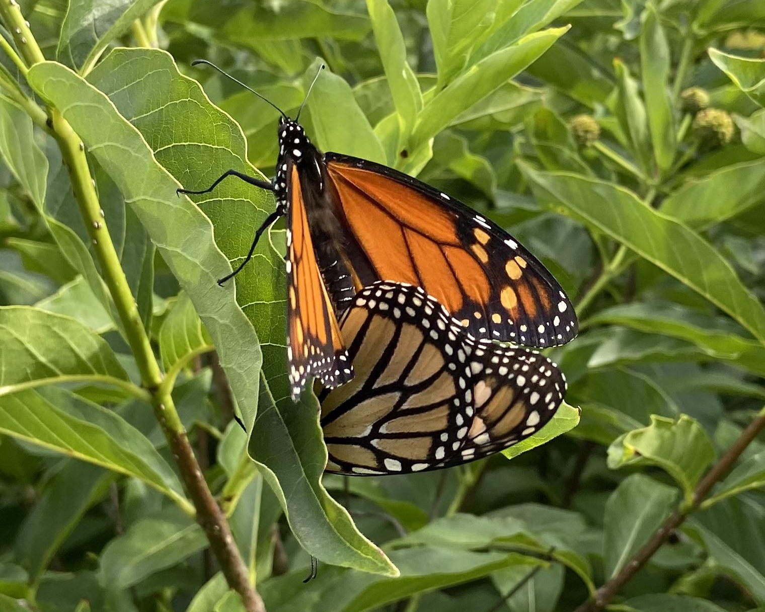 Monarchs mating.