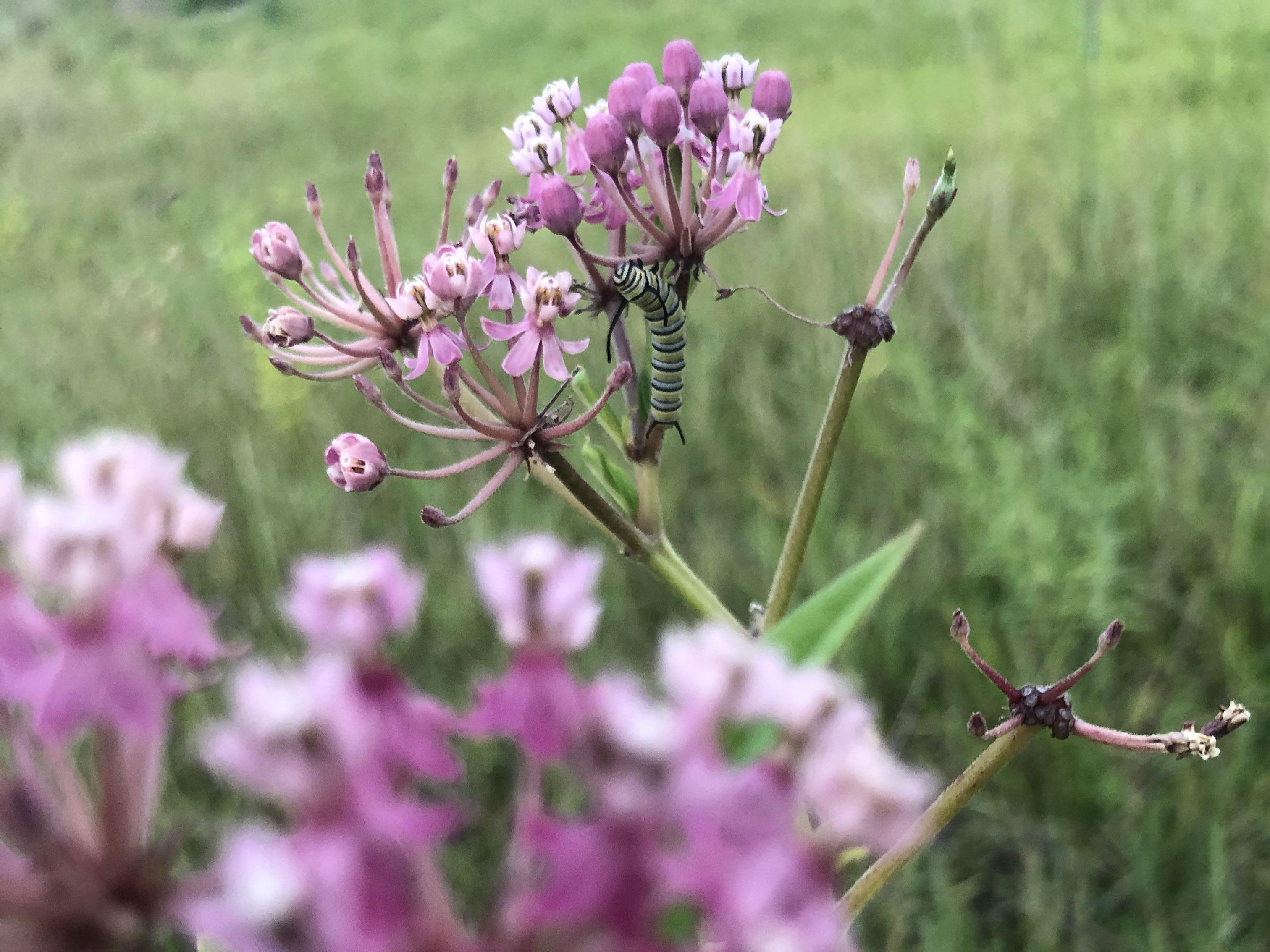 5th instar on swamp milkweed.