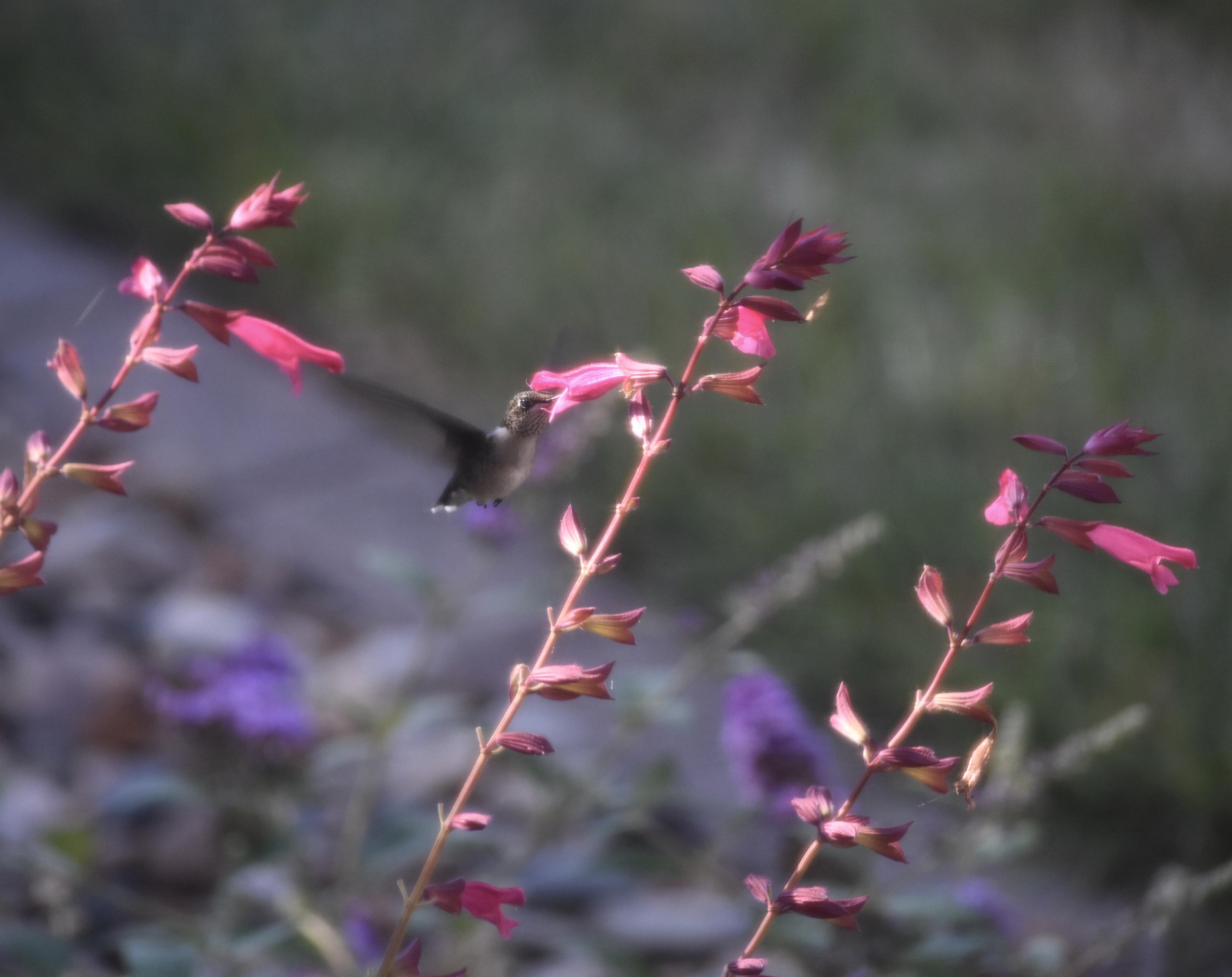 Hummingbird nectaring on salvia.